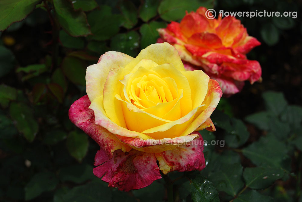 Rose Yellow Pink