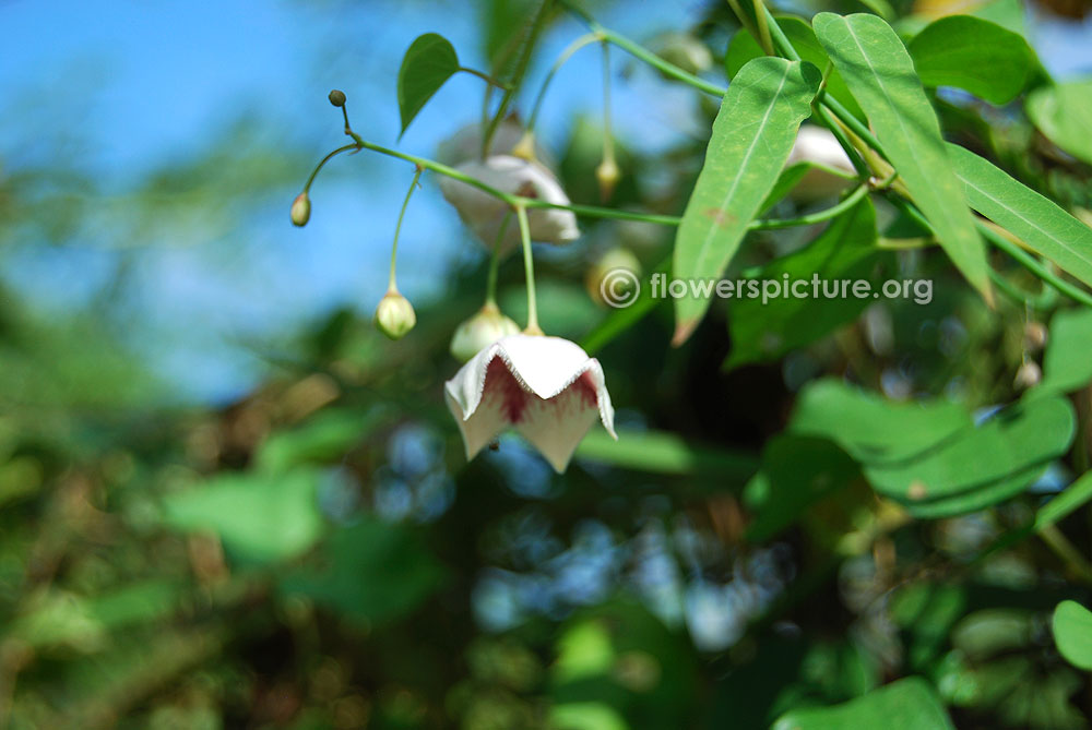 Rosy milkweed vine flowers and foliage