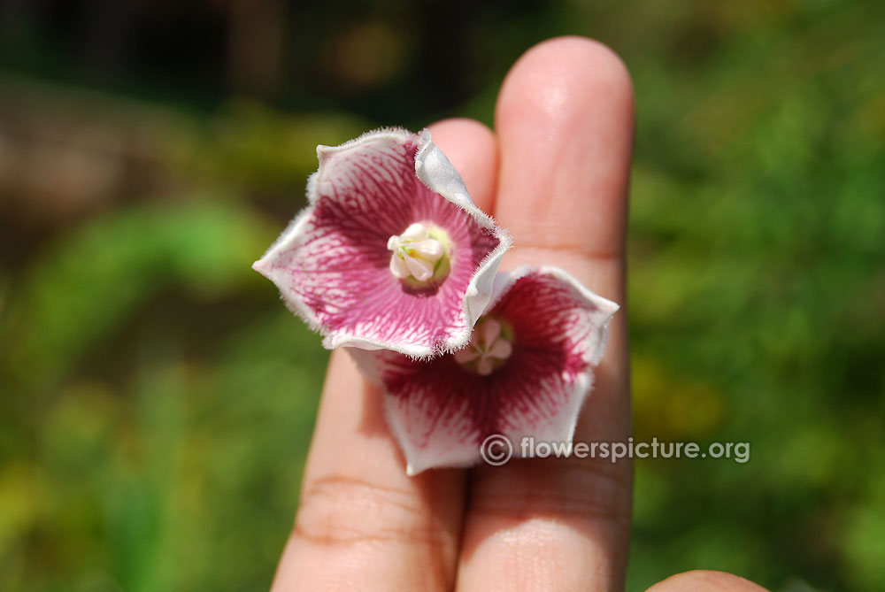 Rosy milkweed vine flowers with hairy margins