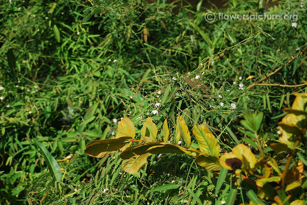 Rosy milkweed vine-Fully covered river bank