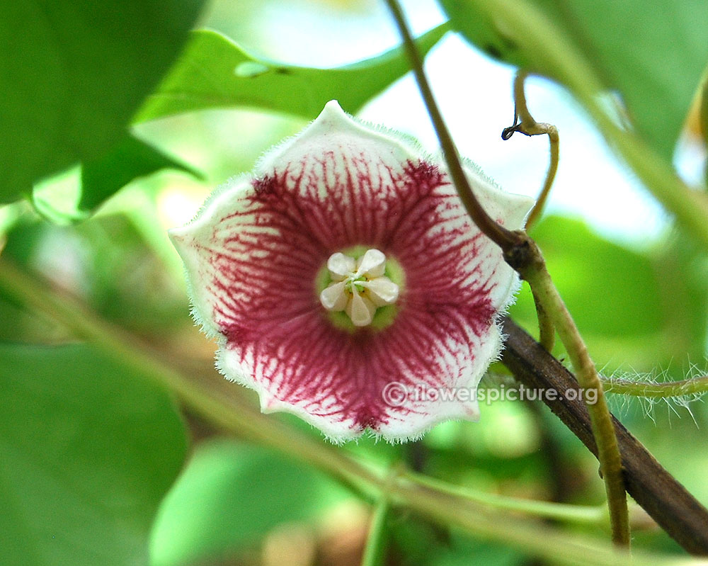 Rosy milkweed vine