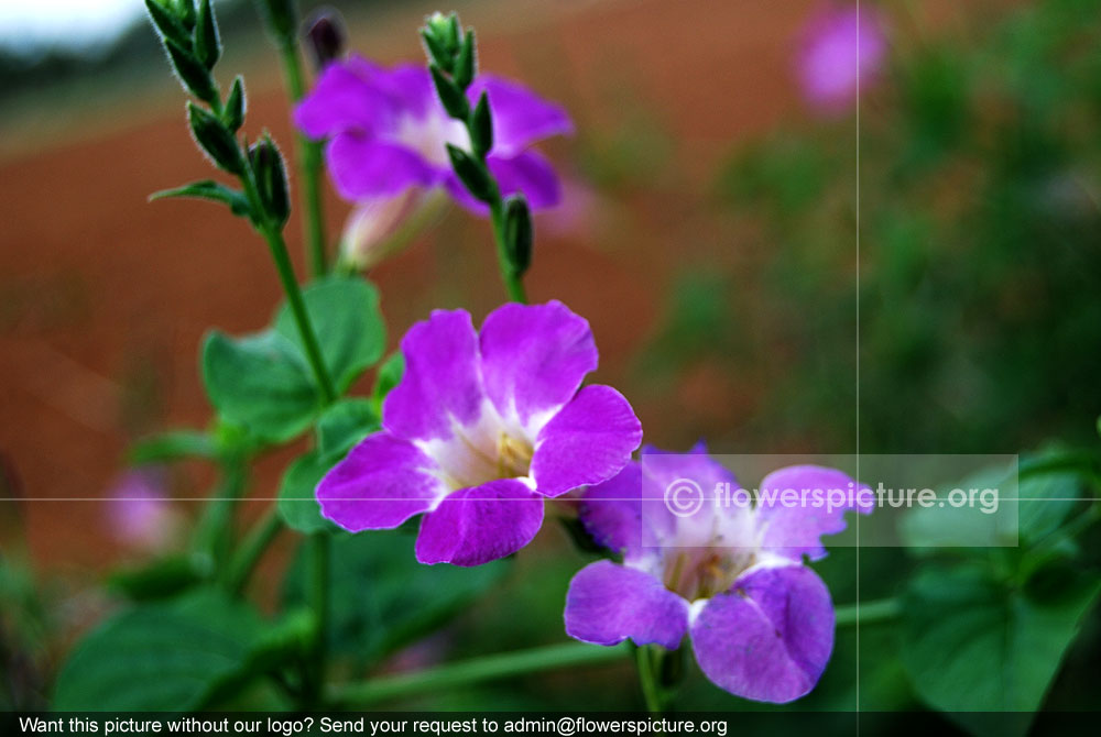 Ruellia humilis