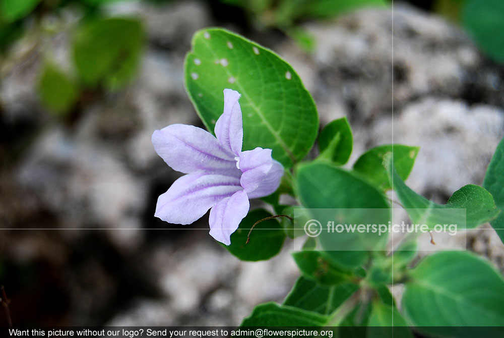 Ruellia prostrata