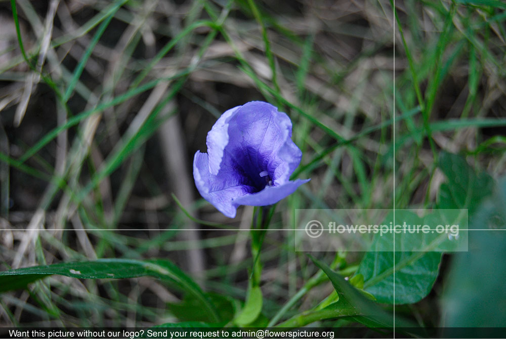 Ruellia Angustifolia