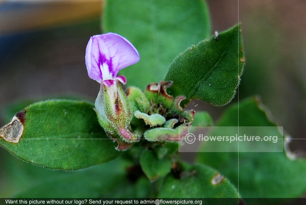 Rungia parviflora