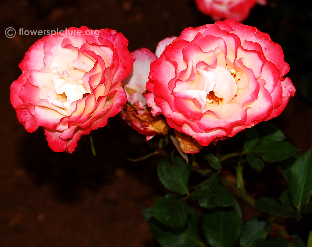 White with pink bordered rose