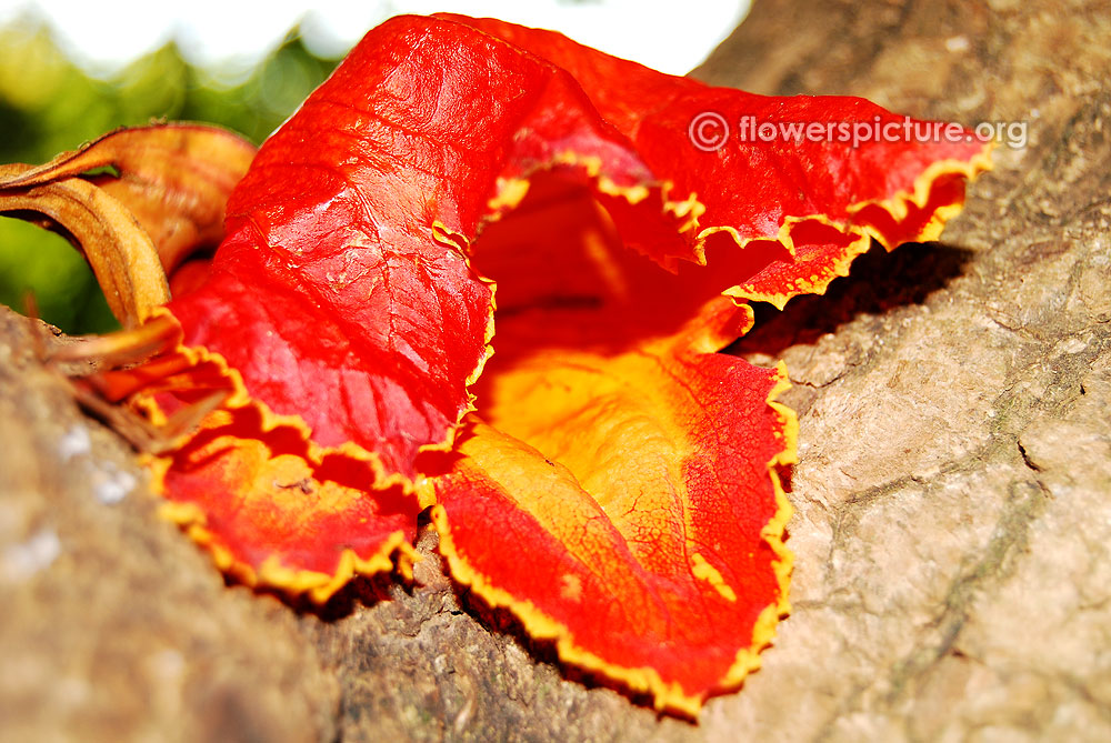 African Tulip tree flower