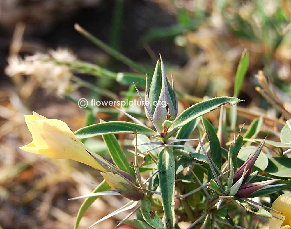 Yellow peruvian lily-Close up view