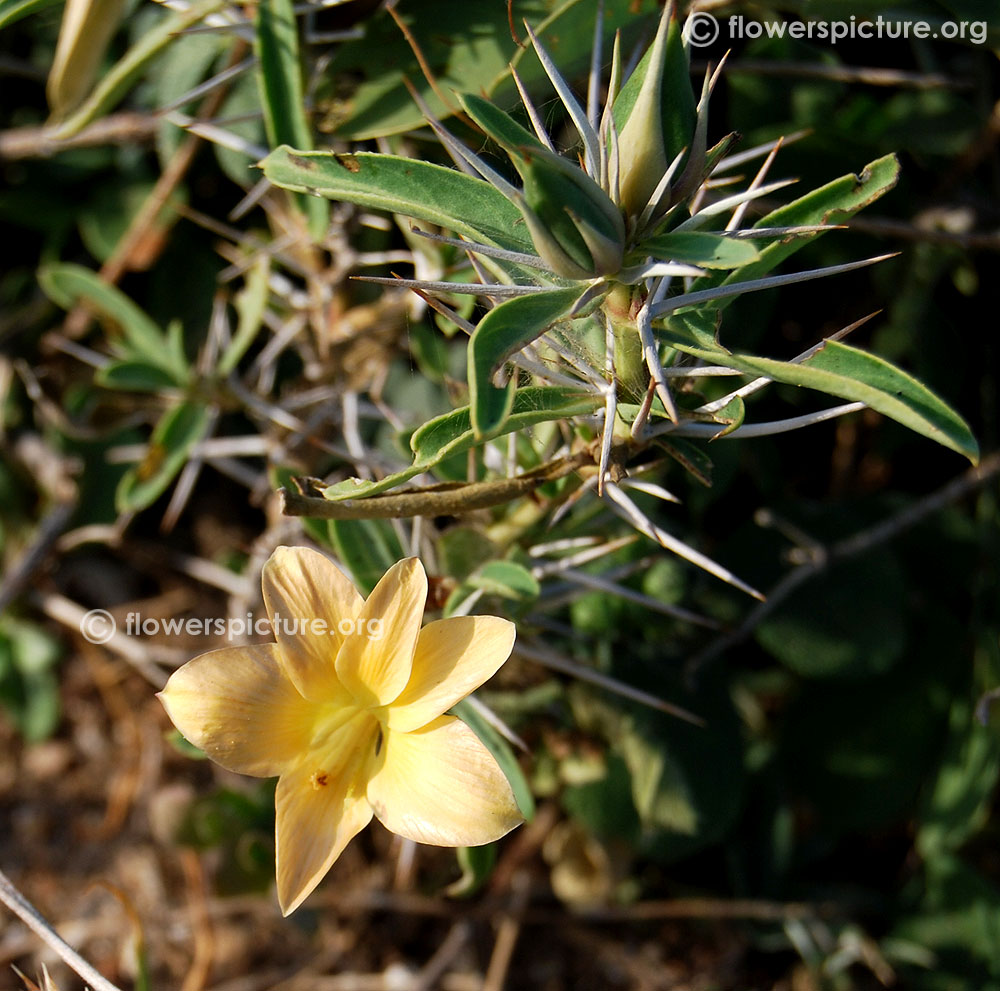 Barleria cuspidata