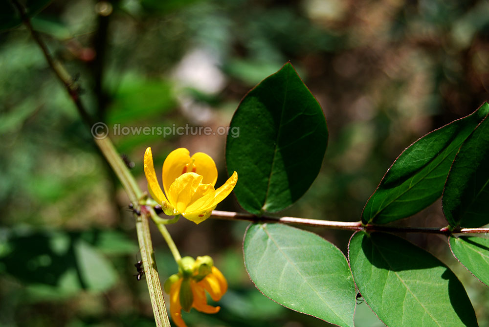 Cassia occidentalis flowers stems