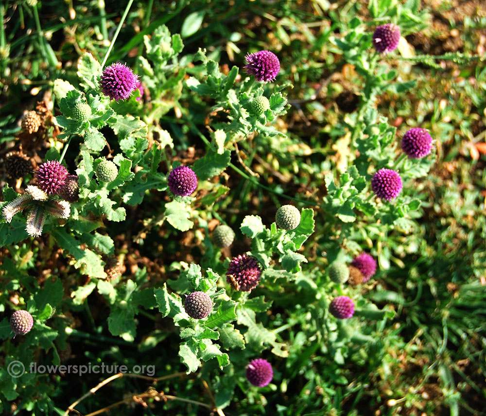 East Indian Globe Thistle Plant