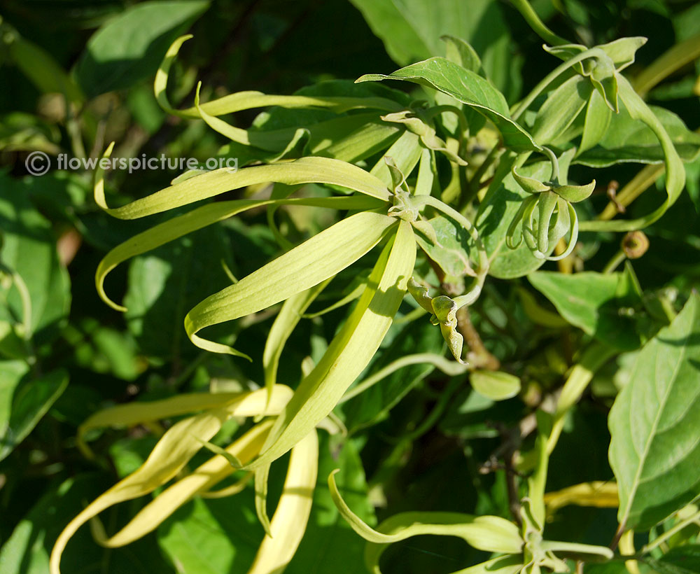 Sahyadri ylang ylang