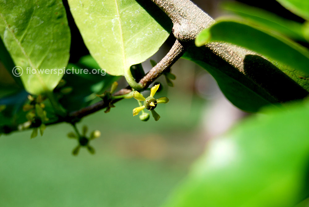 Salacia chinensis