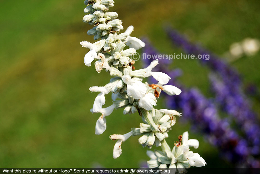 Salvia farinacea white