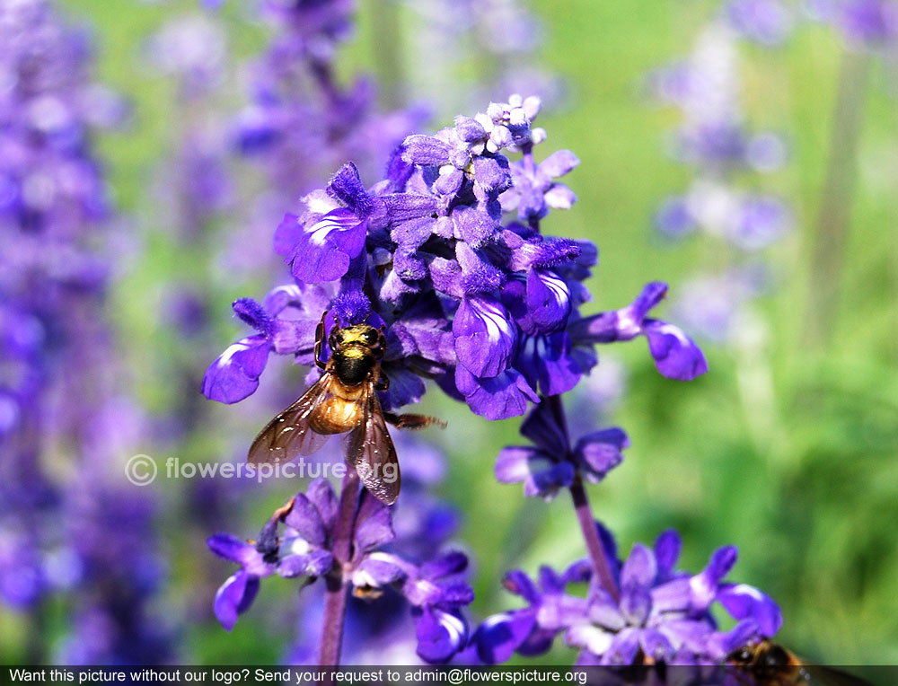 Salvia farinacea