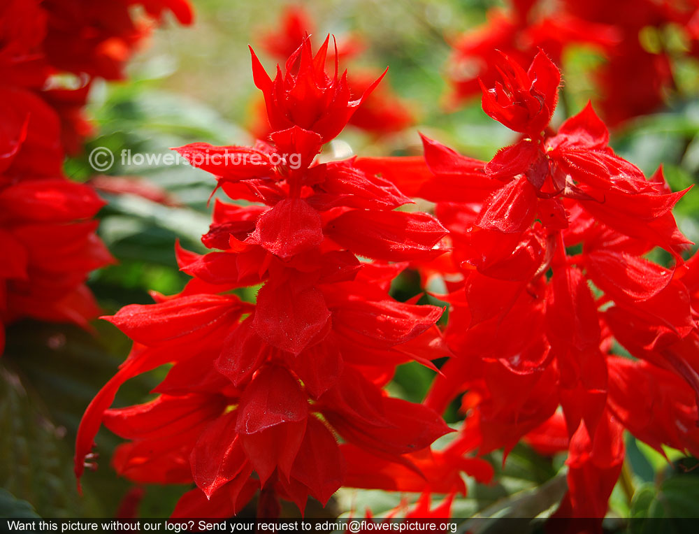 Salvia splendens