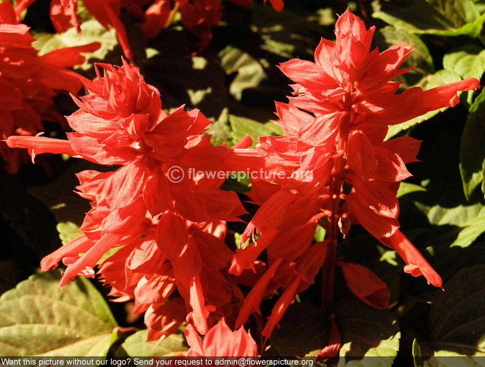 Salvia Splendens Red