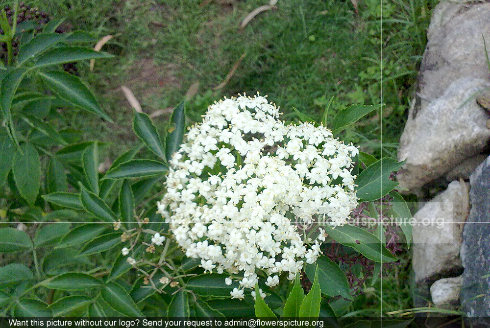 Sambucus Canadensis