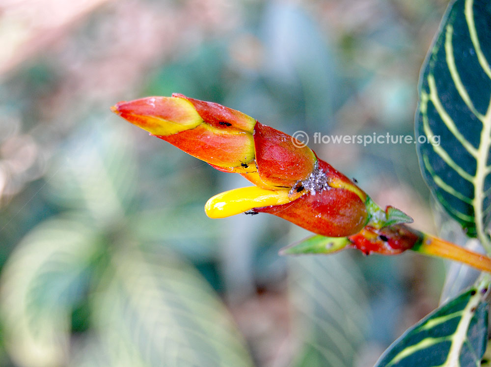 Sanchezia speciosa