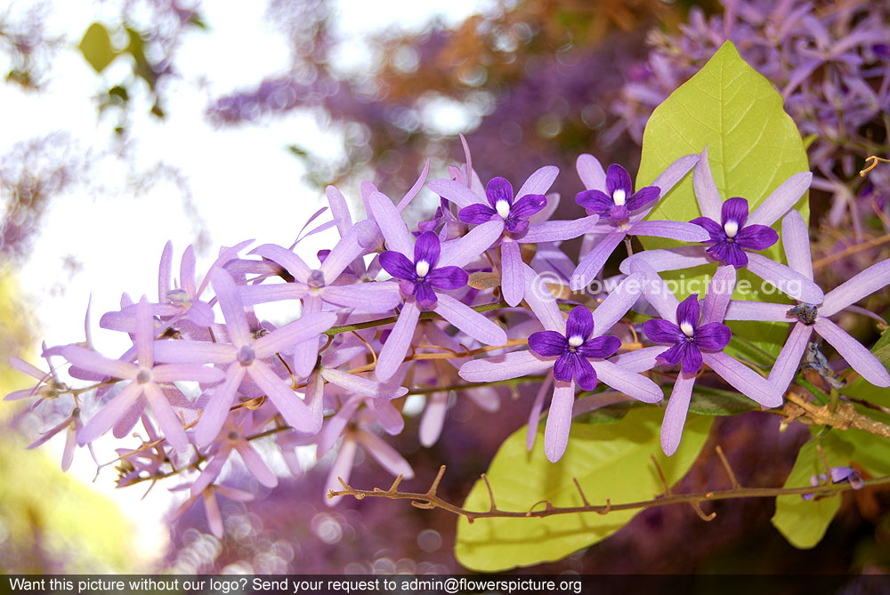 Sandpaper vine