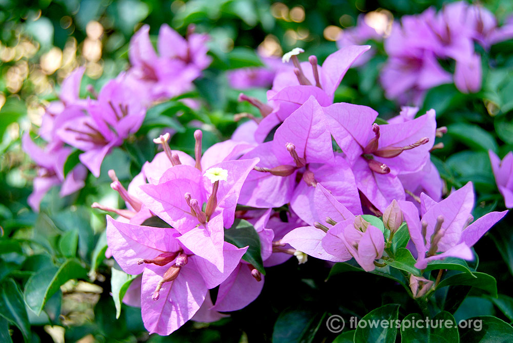 Santa rita flower