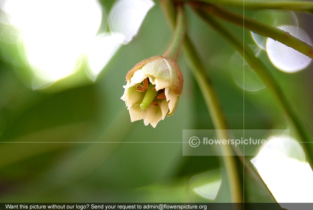 Sapodilla flower