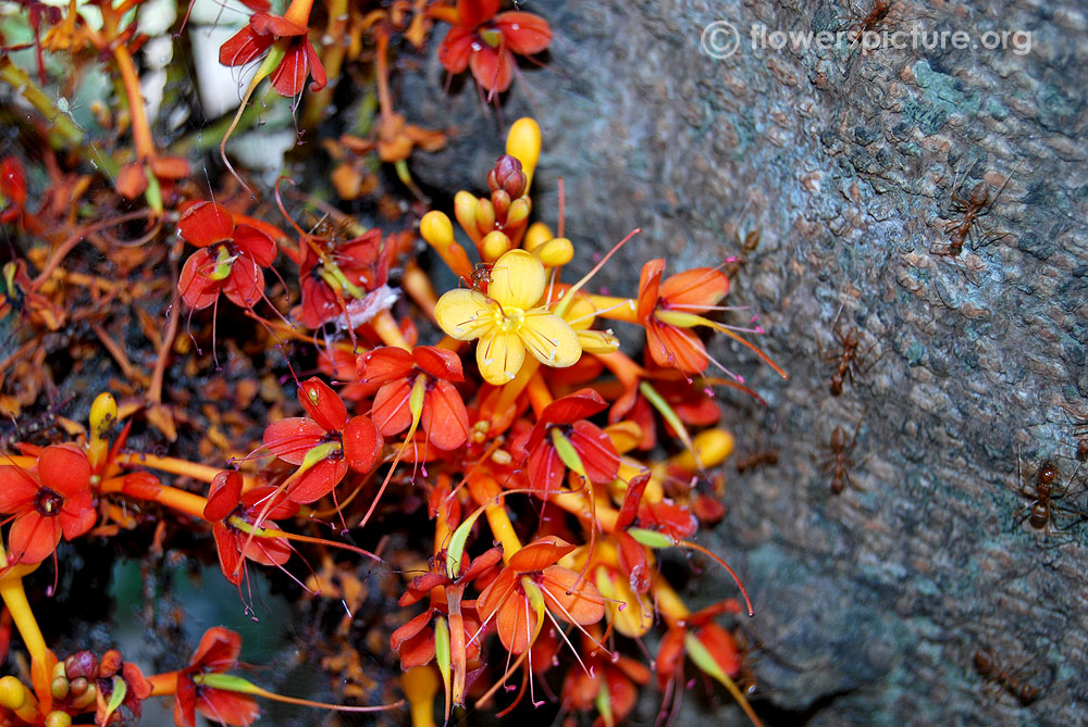 Saraca asoca