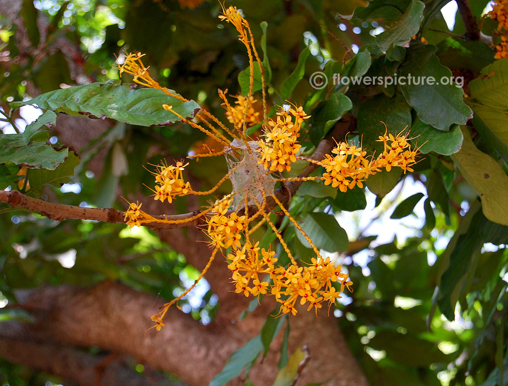 Saraca thaipingensis