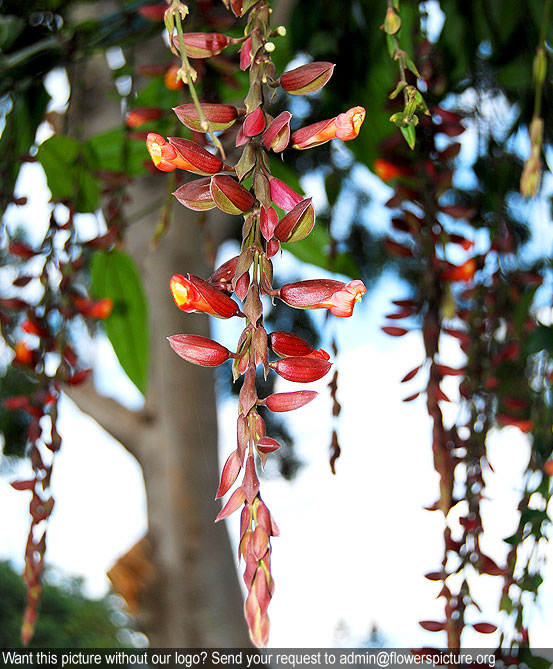 Scarlet clock vine