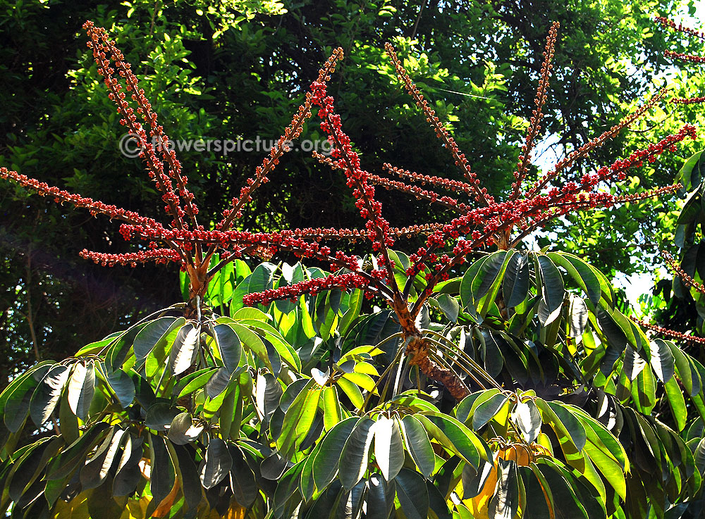 Schefflera actinophylla