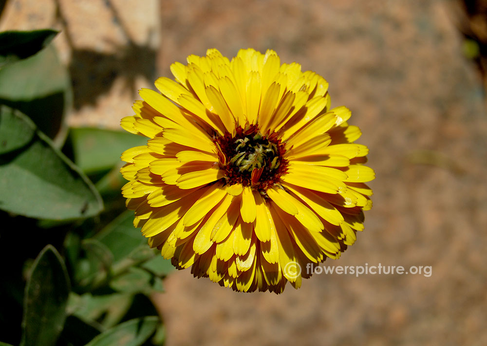 Scottish marigold