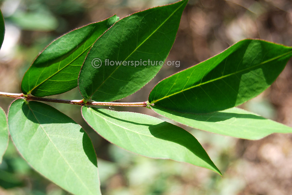 Senna occidentalis foliage