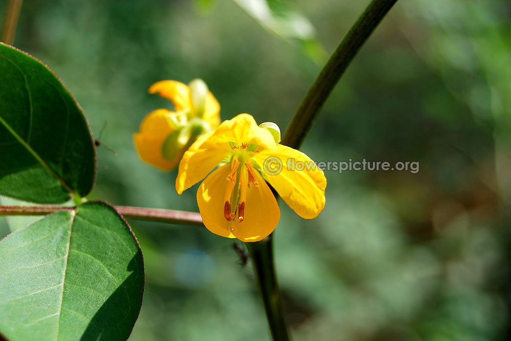 Senna occidentalis