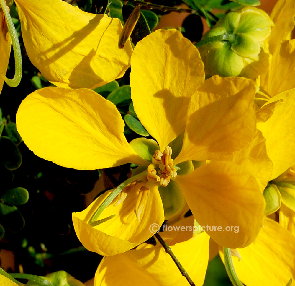 senna auriculata