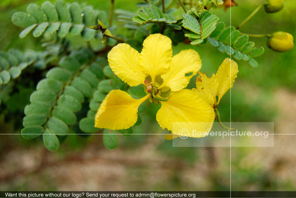 Senna Multiglandulosa