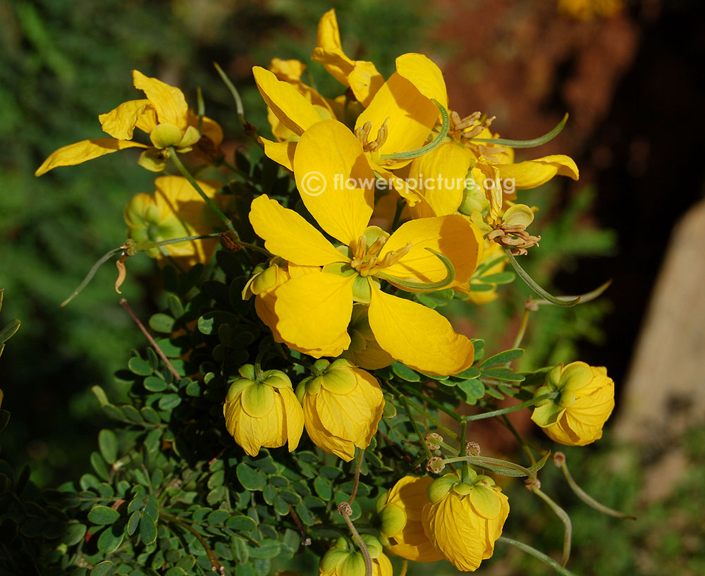 Senna surattensis