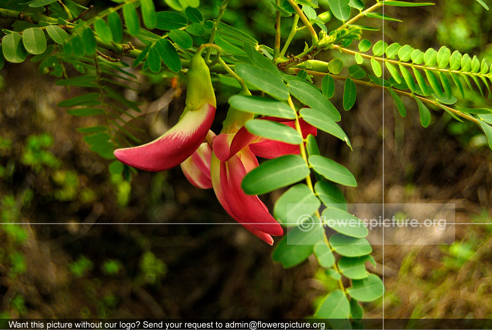 Sesbania Grandiflora