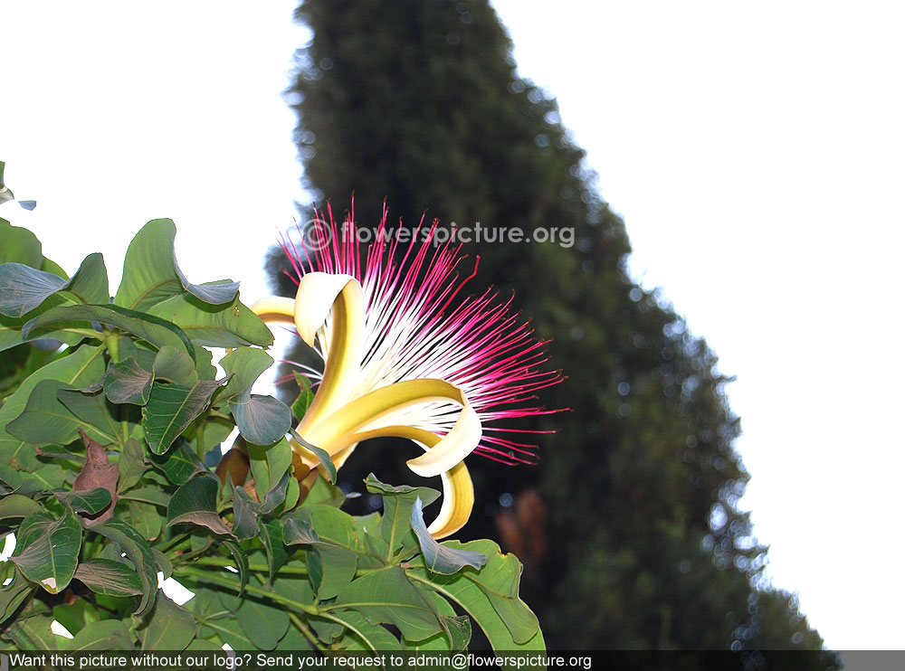 Shaving brush tree