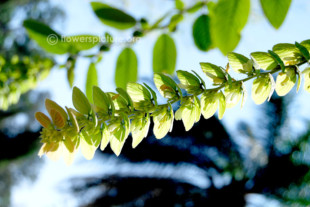 Showy desmodium