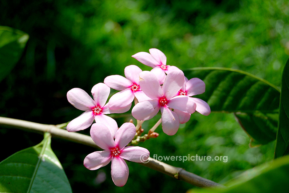 Shrub vinca