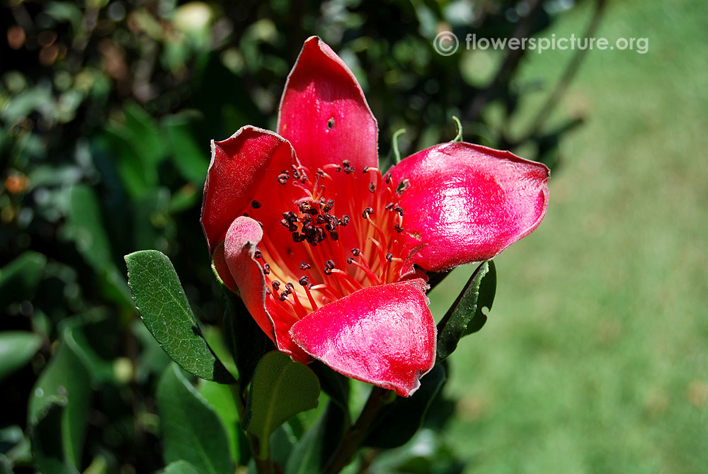 Silk cotton tree flower