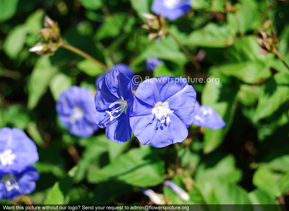 Skyblue clustervine