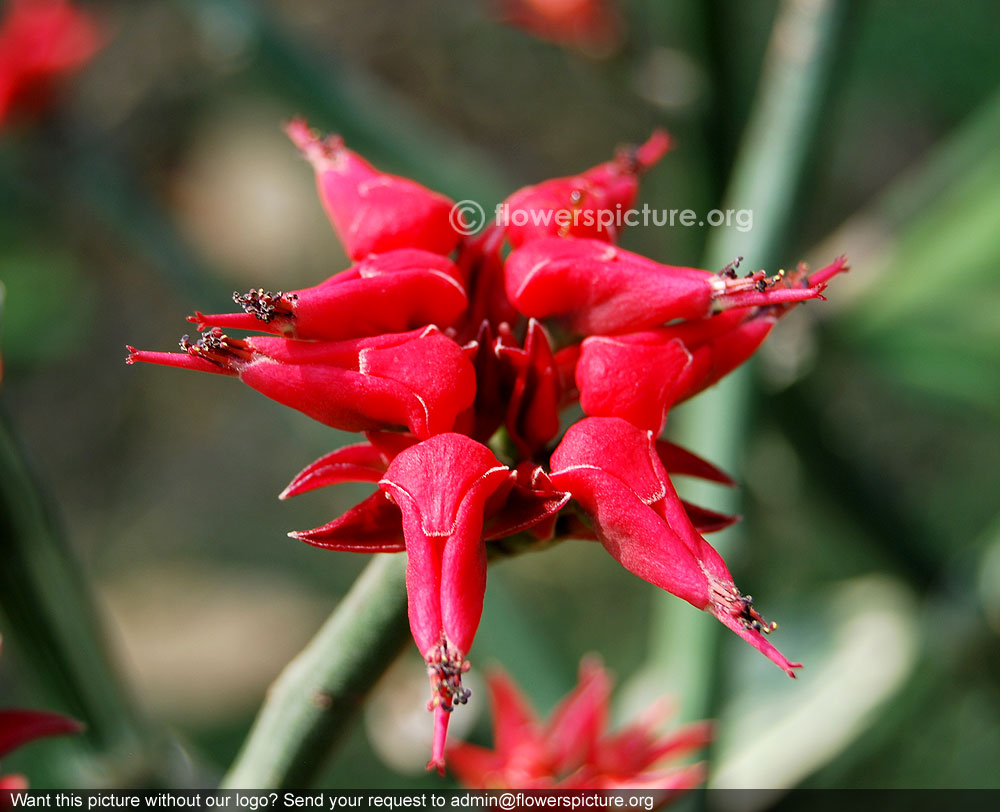 Slipper spurge