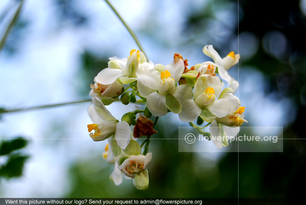 Small balloon vine