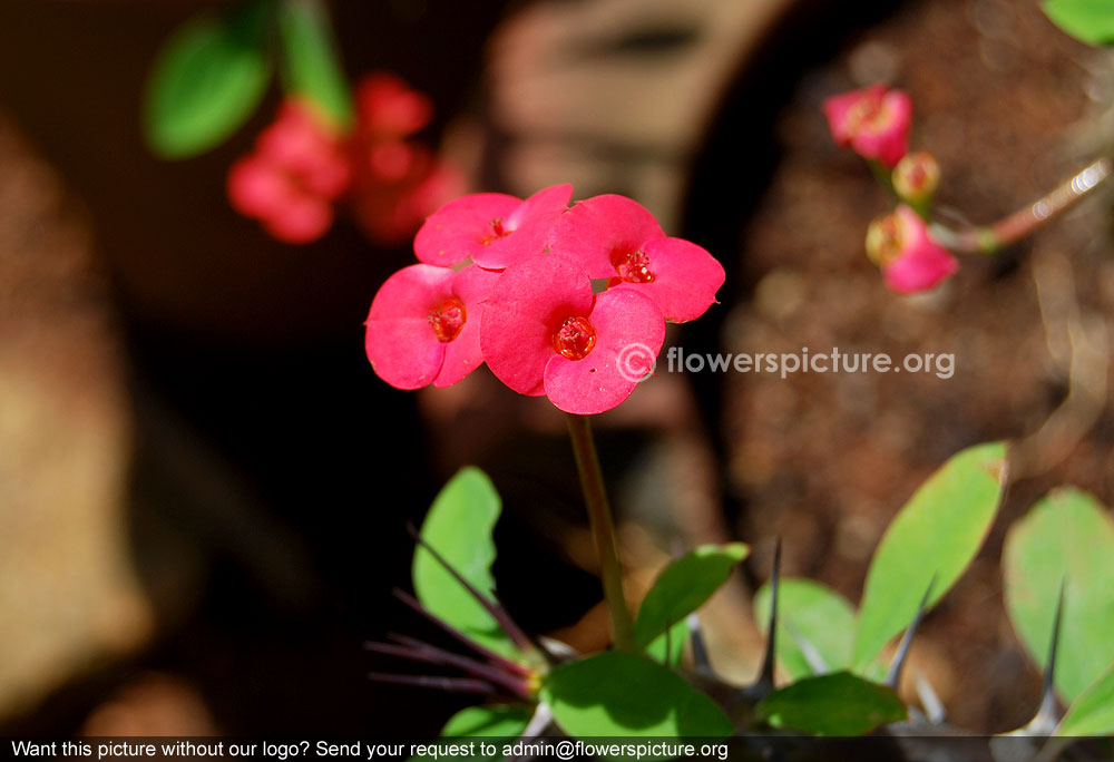 Small euphorbia milii