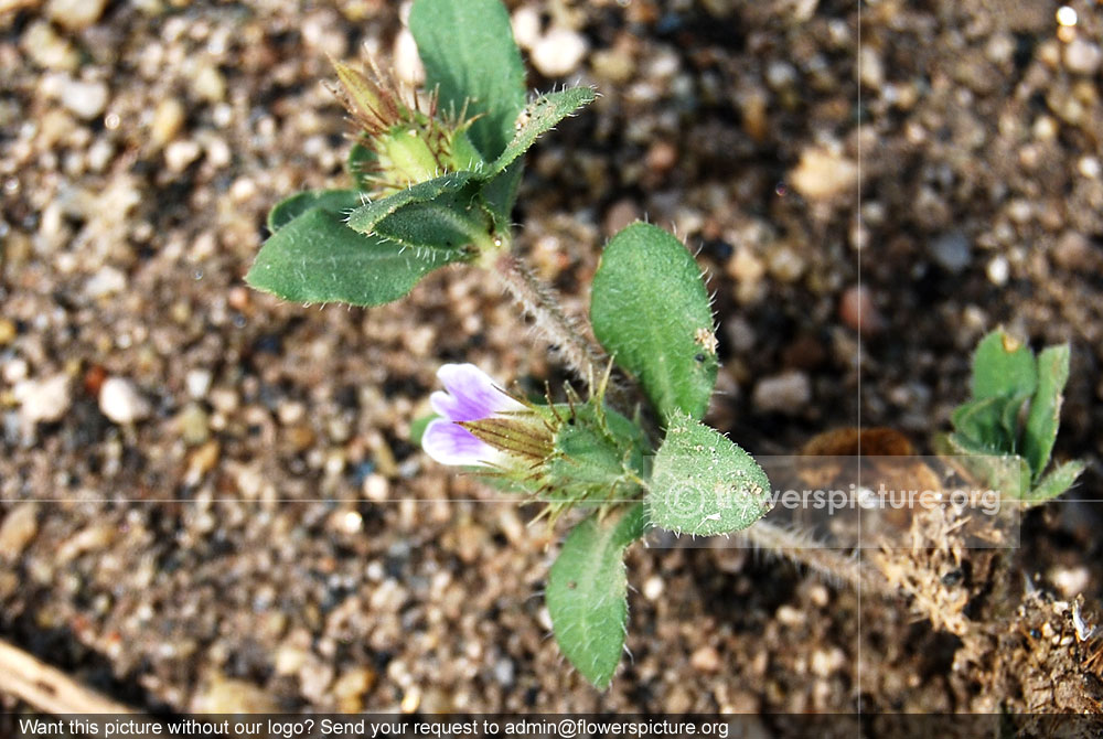 Small flowered rungia