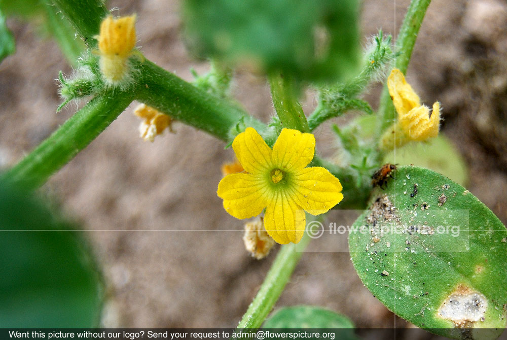 Small gourd