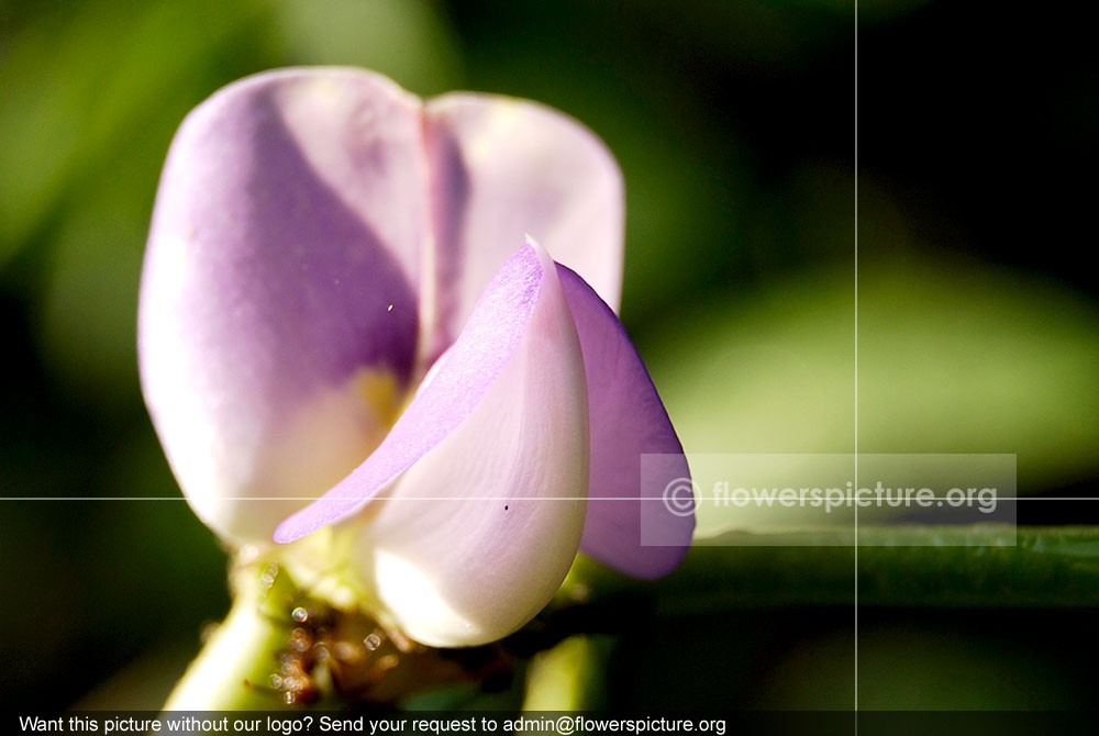 Snake bean flower