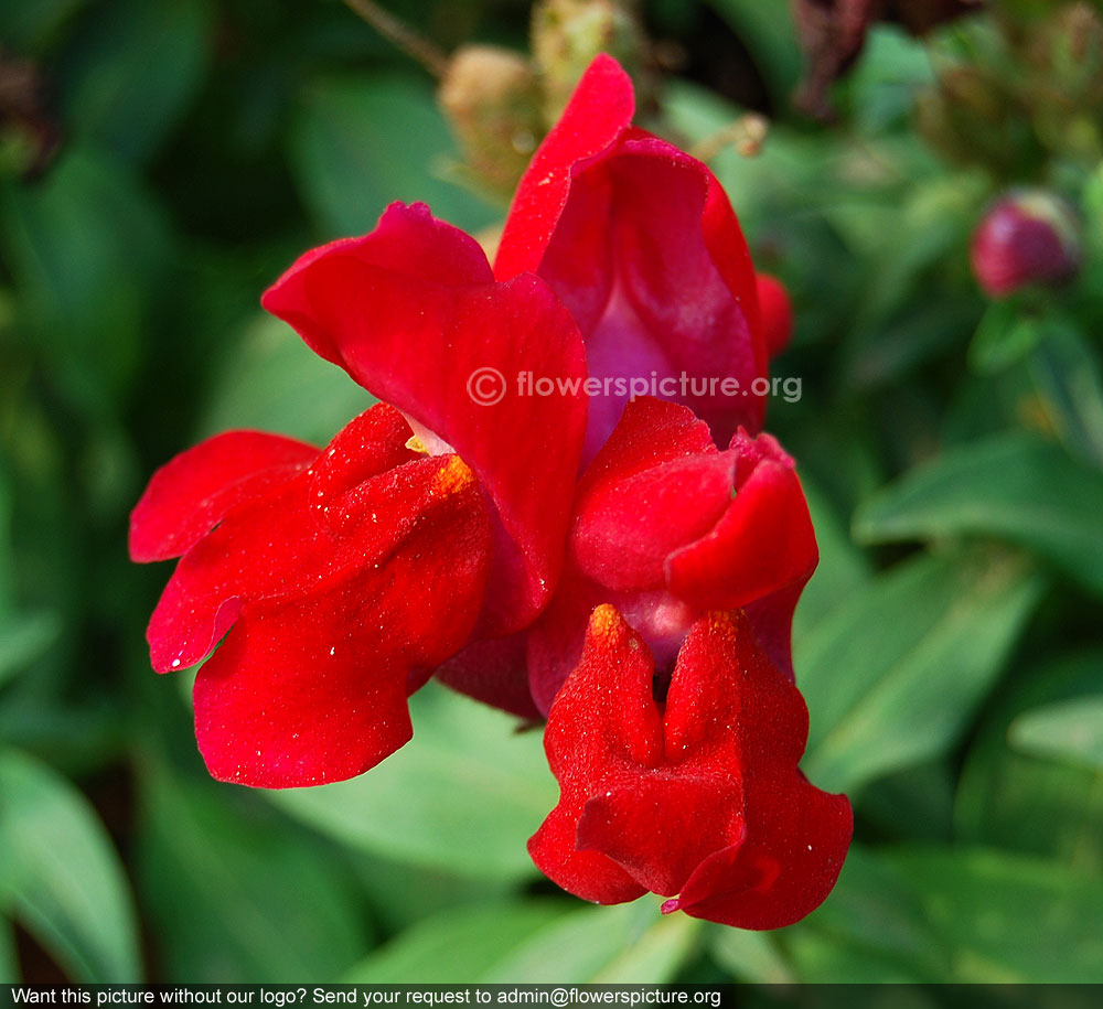 Snapdragon flower