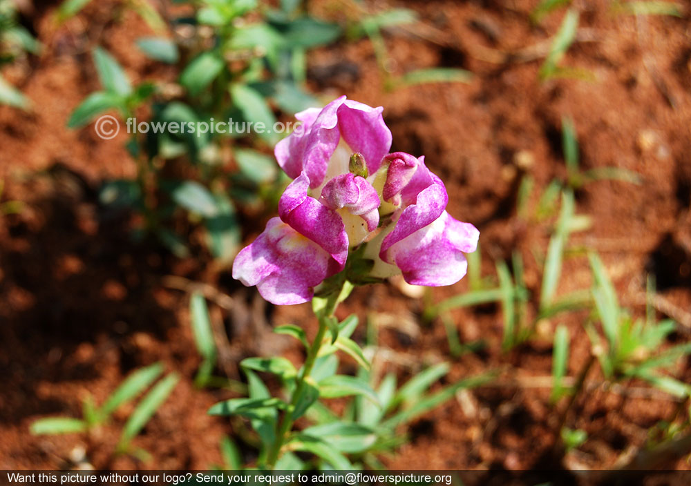 Snapdragon purple with white